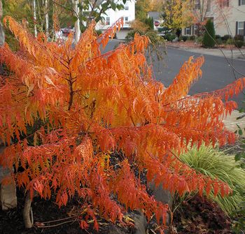 Tiger's Eye Sumac